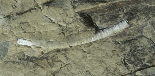 Fossil sjølilje