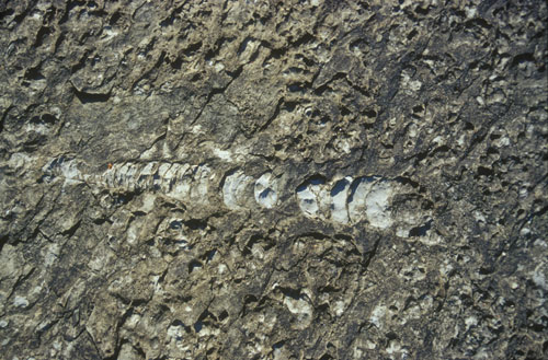Fossil blekksprut