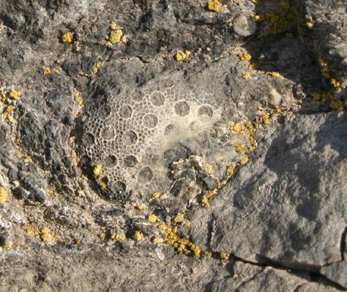 Fossil korall. Braksøya i Steinsfjorden, Ringerike