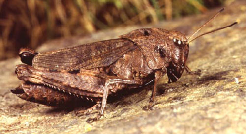Klapregresshoppe (Psophus stridulus)