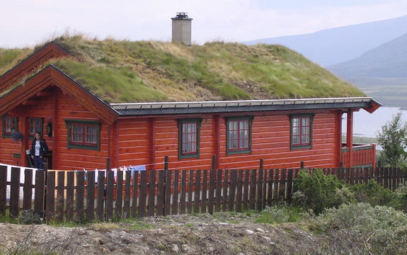 Stedegent frø - Forsøk på hyttetak (3)
