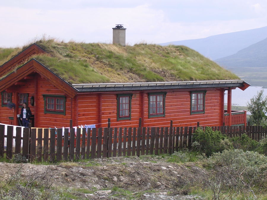 Stedegent frø - Forsøk på hyttetak (3)
