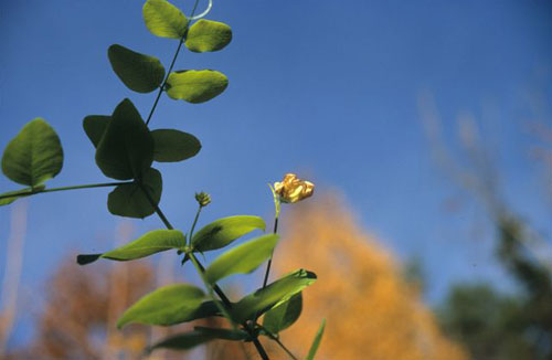 Ertevikke (Vicia pisiformis)