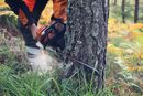 Trefelling motorsag 1
