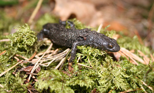 Stor salamander (Triturus cristatus). Fotografert 28.04.06.