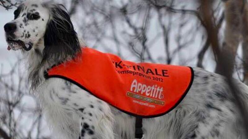 Mikkelfjellet`s Racing Charm