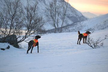Bayla sekunderer Nelly Arnøya