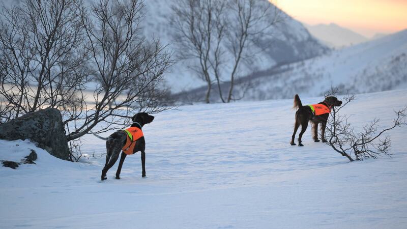 Bayla sekunderer Nelly Arnøya