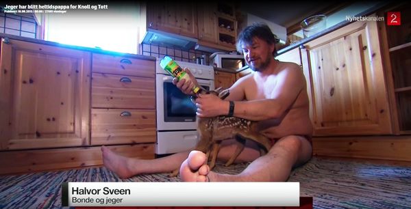Rådyrpappa