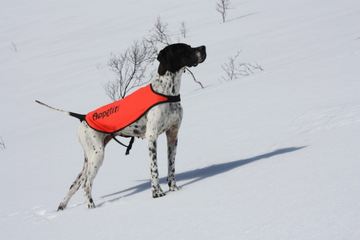 pointer