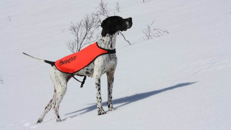 pointer