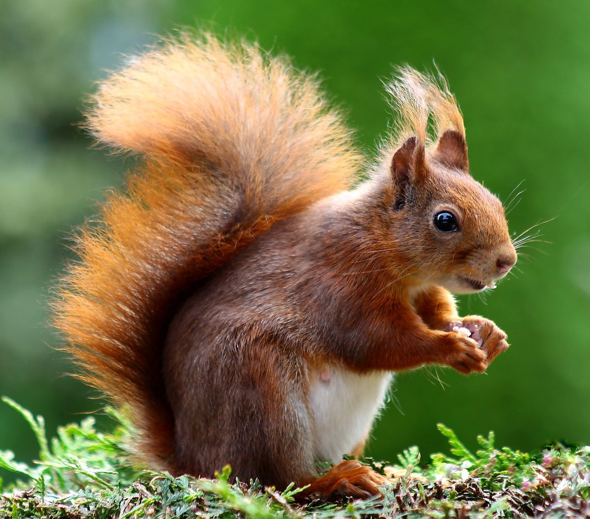 squirrel-animal-cute-rodents-47547