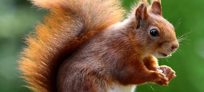 squirrel-animal-cute-rodents-47547