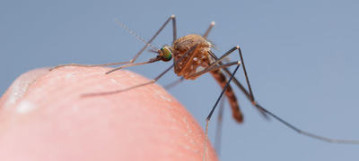 Mygg foto Sondre Dahle:NINA