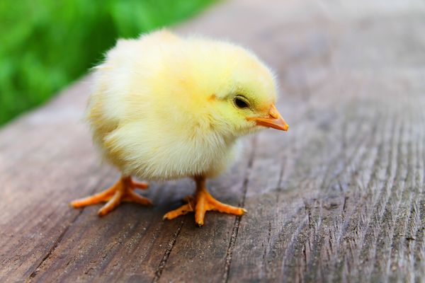 easter-349026_1920