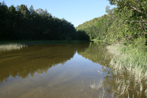 elv