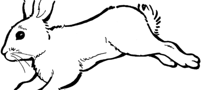 hare2