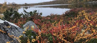 Vinner - Trond F