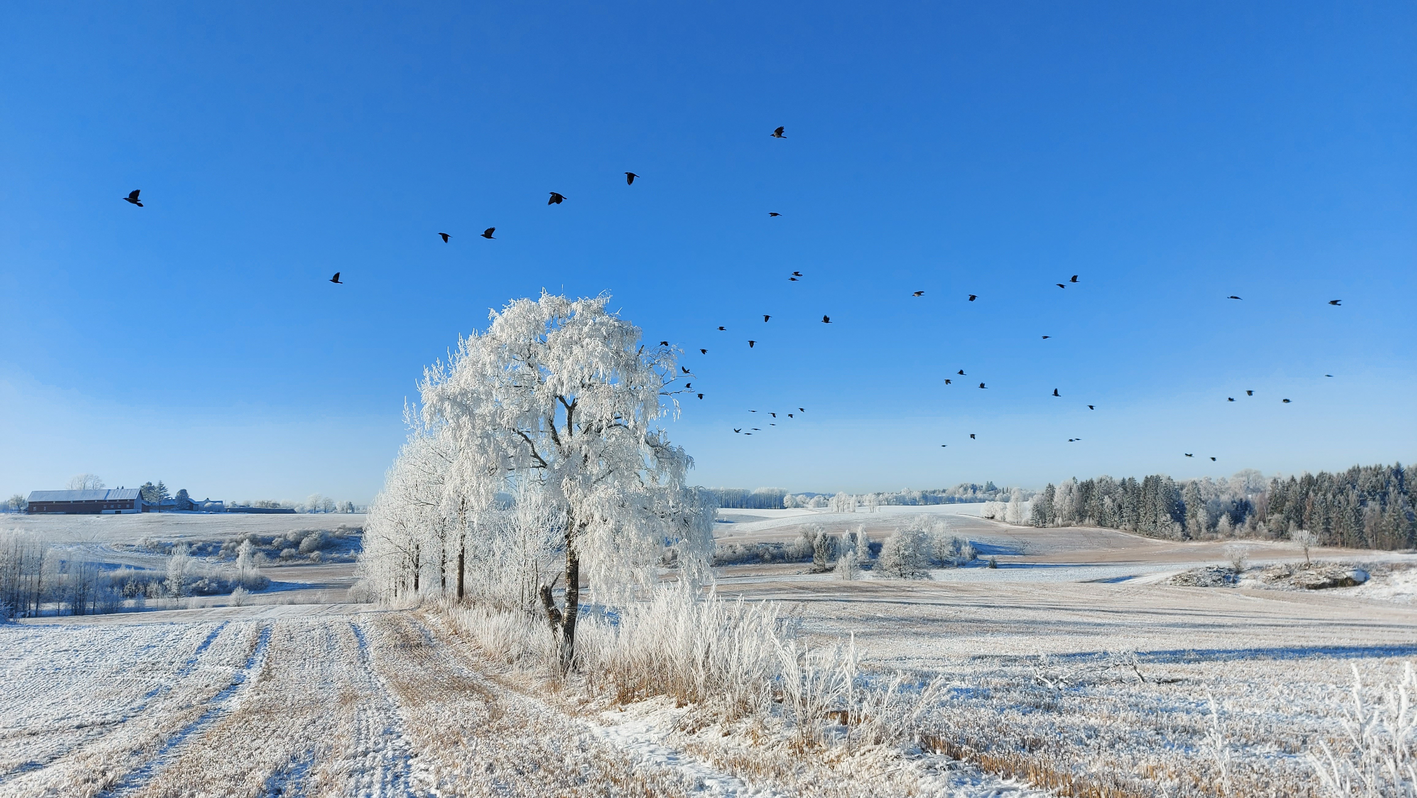 En vinterdag i Ås, kulturlandskap