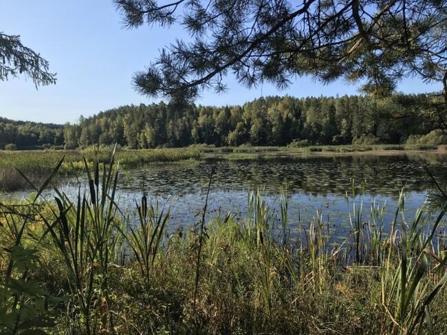 Foto av Slorene våtmarksområde tatt sommerstid