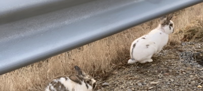 Kaniner funnet dumpet langs med vei. Foto: Dyrebeskyttelsen Norge Nord-Jæren.