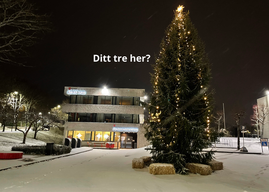 Foto av fjorårets juletre utenfor Ås rådhus