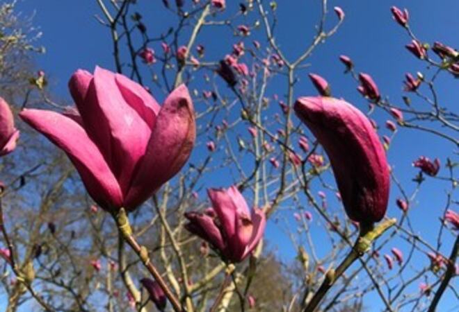 Rosa blomster mot blå himmel