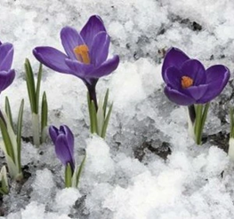 Tre lilla krokus titter opp gjennom snøen