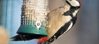 Hagefugltellingen 2023: knallår for flaggspetten 7.2.2023 15:17:24 | BirdLife Norge Selv om det ble talt nærmere 500 000 fugler i 10 500 hager, var det færre fugler enn normalt i hagene våre i vinter. Det var riktignok en art som var vanligere enn normalt i hele landet, nemlig flaggspett.  Foto: Jan Erik Røer / BirdLife Norge