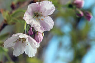 Blomstring_eple2