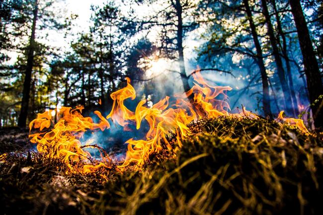 Brann i en skog