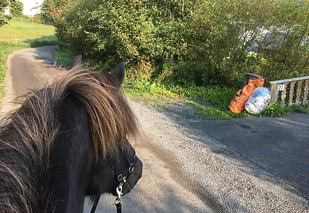Hest som ser en søppelbøtte