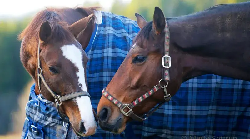 Nærbilde av to hester som lukter på hverandre