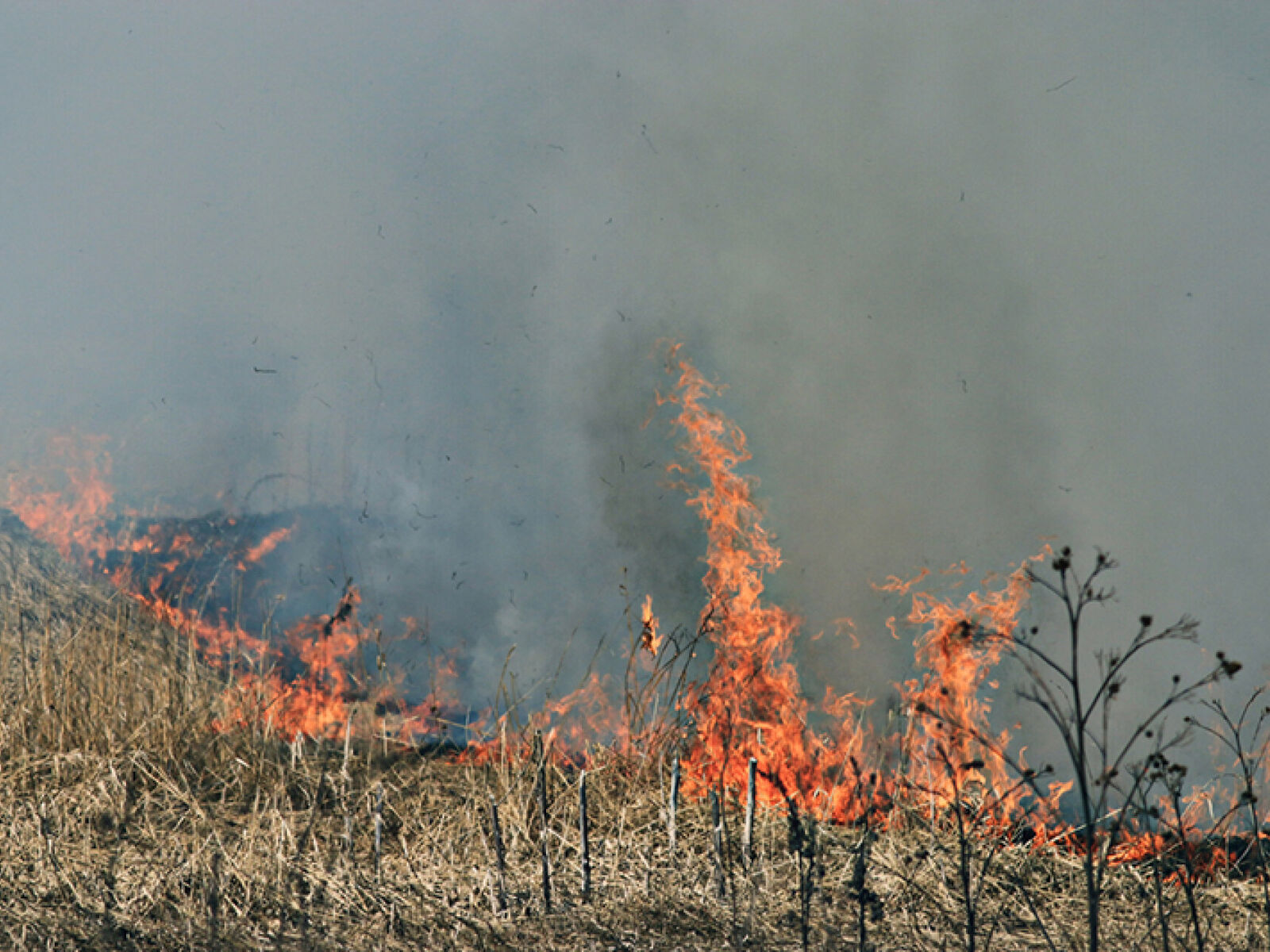 fire burning dry grass Foto: Kichigin/Frende