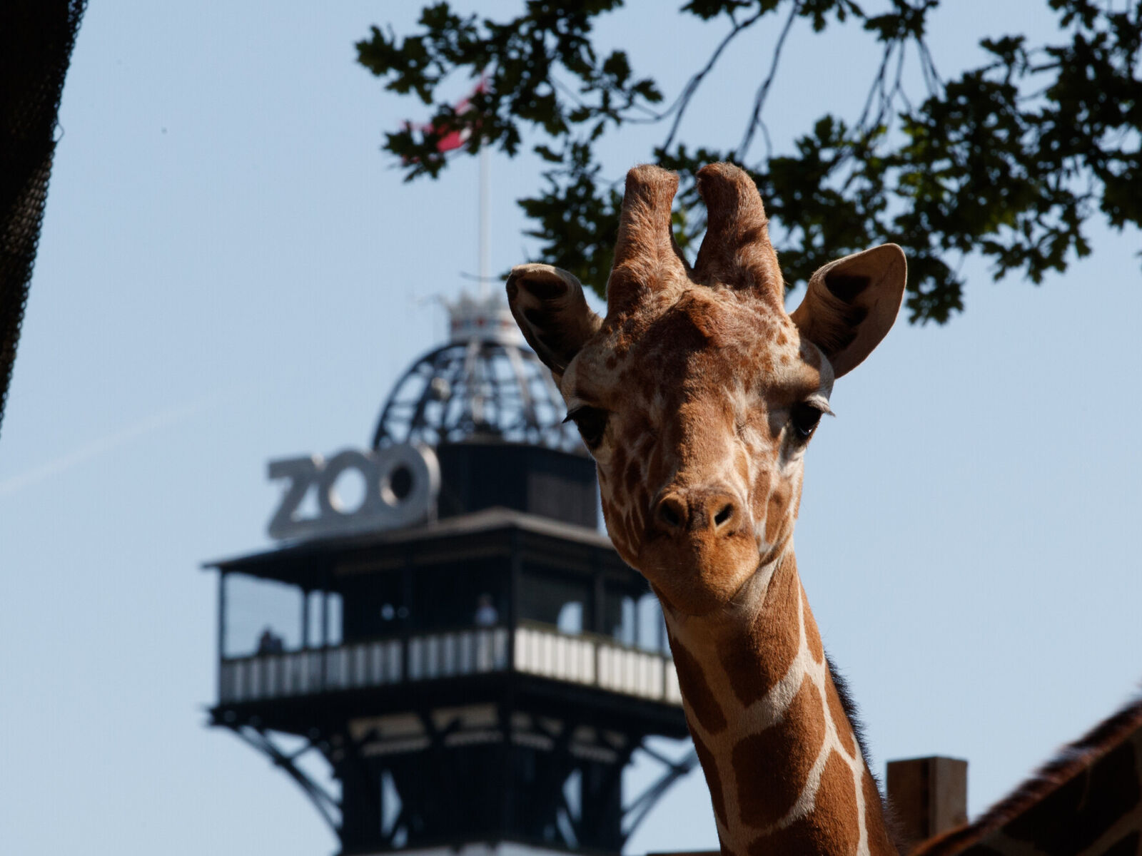 Både sjiraffer og neshorn ble trygt evakuerte under brannen. Foto: Frank Ronsholt, zoo.dk