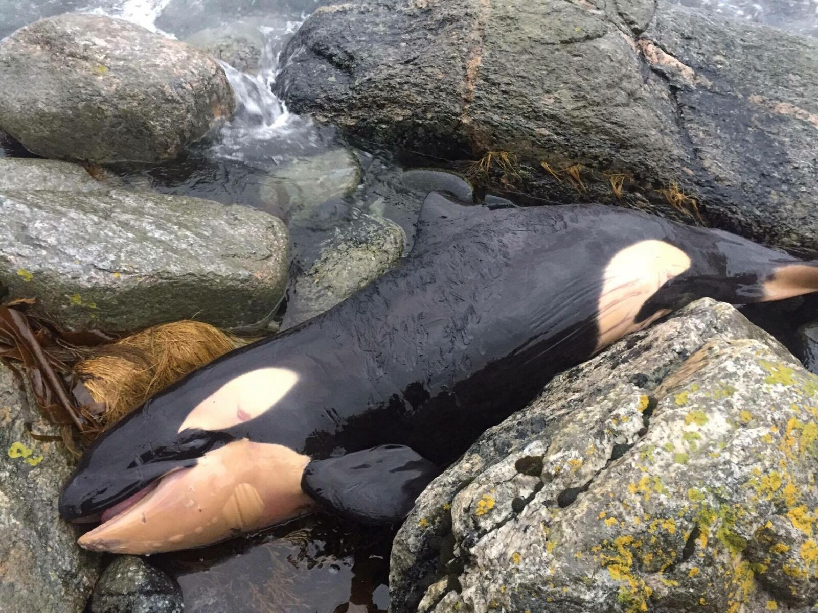 En ung, strandet spekkhogger som forskere fikk tatt prøver av for å sjekke hvor mye miljøgifter den hadde i seg. Foto: NTB