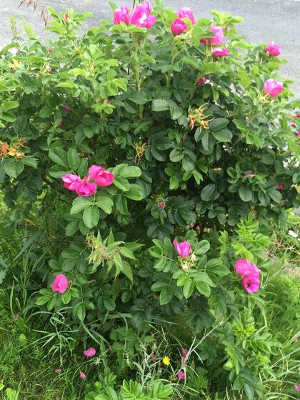 Rosebusk av arten Rosa rugosa (rynkerose).