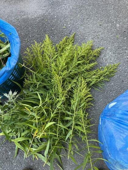 Avklippete blomster fra kanadagullris på asfalt ved siden av plastpose.