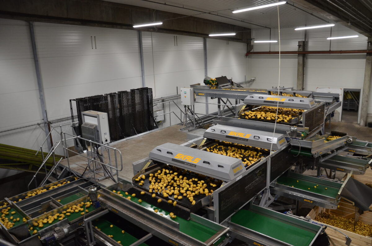 Flensted-grading-potatoes-3