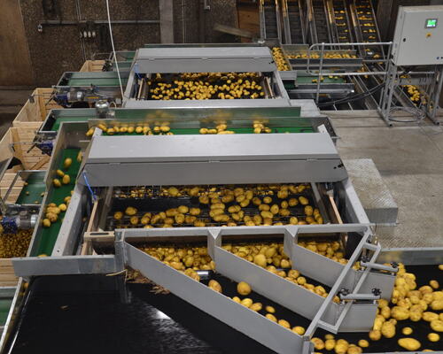 Flensted-grading-potatoes-7