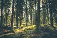 Foto: Pexels, Jakkel