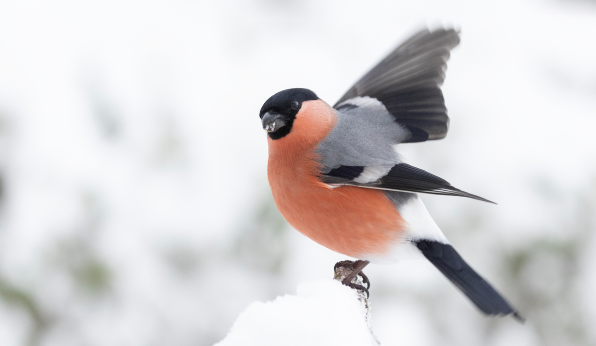 Dompap (bildet) hadde et godt år under Hagefugltellingen i fjor. Hva viser tellingen i 2025? BirdLife Norge inviterer til telledugnad for å finne det ut 25. og 26. januar 2025. Foto: Frode Falkenberg / BirdLife Norge.