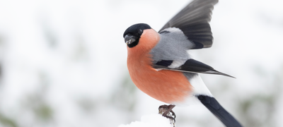 Dompap (bildet) hadde et godt år under Hagefugltellingen i fjor. Hva viser tellingen i 2025? BirdLife Norge inviterer til telledugnad for å finne det ut 25. og 26. januar 2025. Foto: Frode Falkenberg / BirdLife Norge.