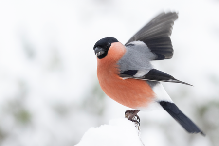 Dompap (bildet) hadde et godt år under Hagefugltellingen i fjor. Hva viser tellingen i 2025? BirdLife Norge inviterer til telledugnad for å finne det ut 25. og 26. januar 2025. Foto: Frode Falkenberg / BirdLife Norge.