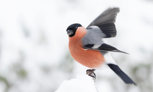 Dompap (bildet) hadde et godt år under Hagefugltellingen i fjor. Hva viser tellingen i 2025? BirdLife Norge inviterer til telledugnad for å finne det ut 25. og 26. januar 2025. Foto: Frode Falkenberg / BirdLife Norge.