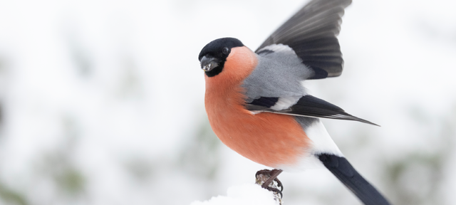 Dompap (bildet) hadde et godt år under Hagefugltellingen i fjor. Hva viser tellingen i 2025? BirdLife Norge inviterer til telledugnad for å finne det ut 25. og 26. januar 2025. Foto: Frode Falkenberg / BirdLife Norge.