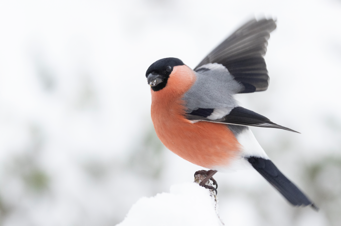 Dompap (bildet) hadde et godt år under Hagefugltellingen i fjor. Hva viser tellingen i 2025? BirdLife Norge inviterer til telledugnad for å finne det ut 25. og 26. januar 2025. Foto: Frode Falkenberg / BirdLife Norge.