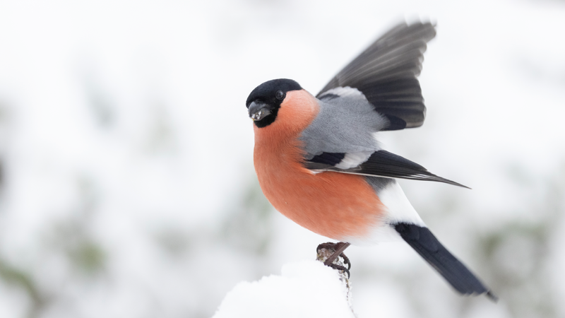 Dompap (bildet) hadde et godt år under Hagefugltellingen i fjor. Hva viser tellingen i 2025? BirdLife Norge inviterer til telledugnad for å finne det ut 25. og 26. januar 2025. Foto: Frode Falkenberg / BirdLife Norge.