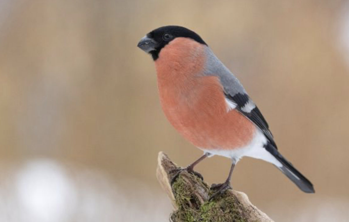 Dompap har aldri før blitt sett i så mange hager i Norge som denne vinteren. Foto: Frode Falkenberg / BirdLife Norge.