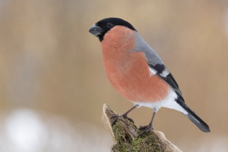 Dompap har aldri før blitt sett i så mange hager i Norge som denne vinteren. Foto: Frode Falkenberg / BirdLife Norge.